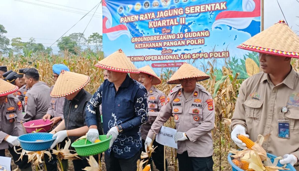 Panen raya jagung serentak kuartal II 2026 Polres Tanggamus di Ulu Belu, Sabtu 16 Mei 2026 | Herdi/Media Prioritastv.com.