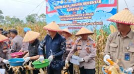 Panen raya jagung serentak kuartal II 2026 Polres Tanggamus di Ulu Belu, Sabtu 16 Mei 2026 | Herdi/Media Prioritastv.com.