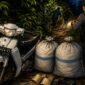 Ilustrasi jenis sepeda motor dan plat yang diamankan petugas Polsubsektor Ulu Belu Tanggamus bersama 2 karung kopi di Pekon Gunung Tiga saat dua terduga pencuri kabur, Minggu 17 Mei 2026, dinihari.