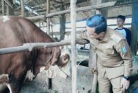 Bupati Pringsewu Riyanto Pamungkas saat memeriksa sapi bantuan Presiden di AM Farm Gading Rejo, Senin 25 Mei 2026 | Samuel/Media Prioritastv.com.