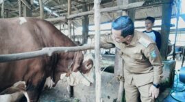 Bupati Pringsewu Riyanto Pamungkas saat memeriksa sapi bantuan Presiden di AM Farm Gading Rejo, Senin 25 Mei 2026 | Samuel/Media Prioritastv.com.