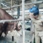 Bupati Pringsewu Riyanto Pamungkas saat memeriksa sapi bantuan Presiden di AM Farm Gading Rejo, Senin 25 Mei 2026 | Samuel/Media Prioritastv.com.