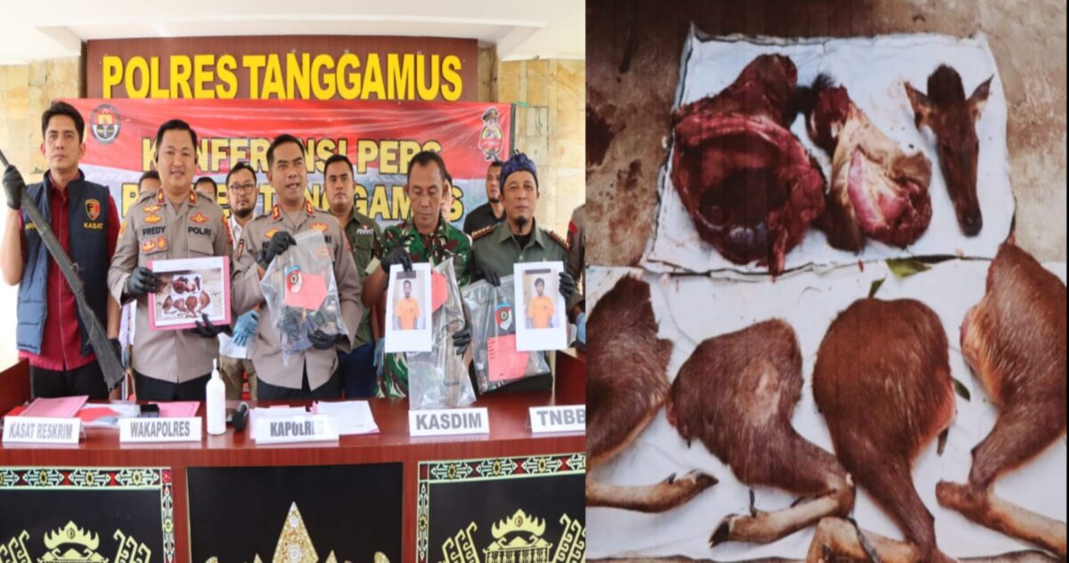 Kapolres Tanggamus AKBP Rahmad Sujatmiko saat memimpin konrensi pers penangkapan pemburu rusa sambar dan daging rusa yang telah dipotong saat diamankan petugas, Selasa 26 Mei 2026 | Herdi/Media Prioritastv.com.