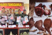Nekat Buru dan Potong Rusa Sambar Dilindungi, 5 Warga Tanggamus Ditangkap Polisi