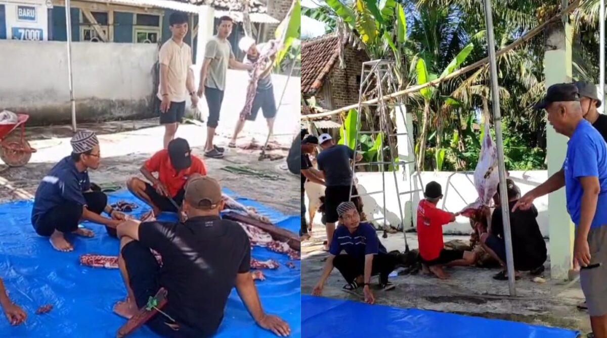 Kolase foto penyembelihan hewan qurban di Masjid Jami Al-Ikhlas Pagelaran Pringsewu, Rabu 27 Mei 2026 | Samuel/Media Prioritastv.com.