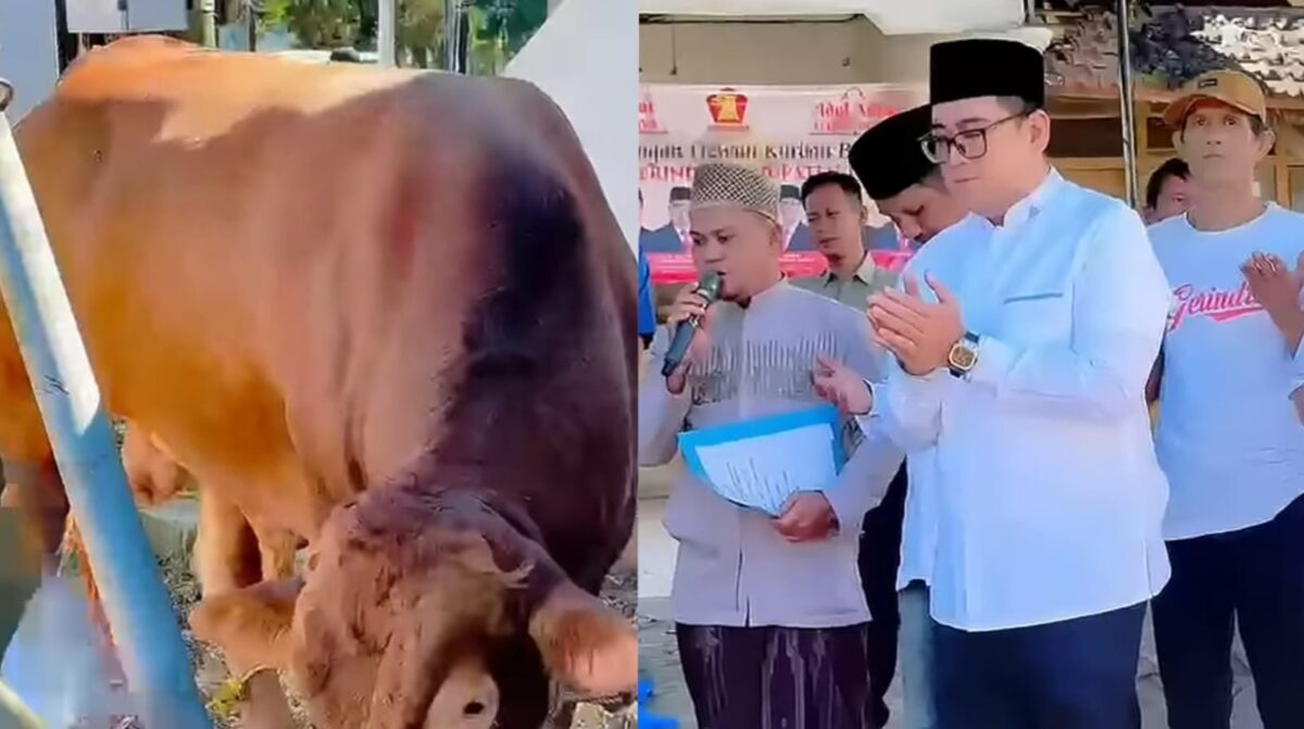 Kolase foto sapi kurban 700 kilogram Gerindra Tanggamus dan saat Ketua DPC Gerindra Tanggamus berdoa bersama saat pemotongan, Jumat 29 Mei 2026 | ist/Media Prioritastv.com.