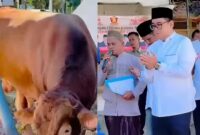 Kolase foto sapi kurban 700 kilogram Gerindra Tanggamus dan saat Ketua DPC Gerindra Tanggamus berdoa bersama saat pemotongan, Jumat 29 Mei 2026 | ist/Media Prioritastv.com.