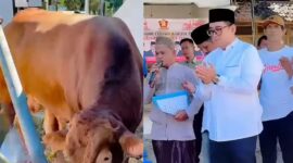 Kolase foto sapi kurban 700 kilogram Gerindra Tanggamus dan saat Ketua DPC Gerindra Tanggamus berdoa bersama saat pemotongan, Jumat 29 Mei 2026 | ist/Media Prioritastv.com.