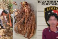 Motif Buntu, Pria Cukuh Balak Tanggamus Ini Nekat Curi Kabel PLN