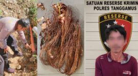 Kolase foto saat polisi memeriksa TKP, barang bukti kabel yang telah dikupas serta tersangka yang ditahan di Polres Tanggamus, Jumat 29 Mei 2026 | Dok. Humas Polres Tanggamus.