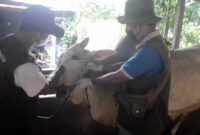 Hewan Kurban Sehat Jadi Prioritas, Peternak Pringsewu Raup Penjualan Tinggi (Foto: istimewa)