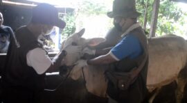 Hewan Kurban Sehat Jadi Prioritas, Peternak Pringsewu Raup Penjualan Tinggi (Foto: istimewa)