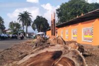 Lima Pohon Raksasa di Lapangan Merdeka Kota Agung Ditebang, Pemkab Tanggamus Siapkan Wajah Baru Kawasan