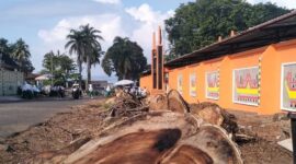Pohon raksasa di Lapangan Merdeka Kota Agung yang ditebang dalam penyiapan ruang publik di lokasi setempat, Selasa 2 Juni 2026 | Herdi/Media Prioritastv.com.