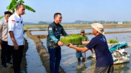 Bupati Pringsewu saat menyerahkan bibit pertanian modern di Pekon Pujodadi Pringsewu, Minggu 7 Juni 2026 | Samuel/Media Prioritastv.com.