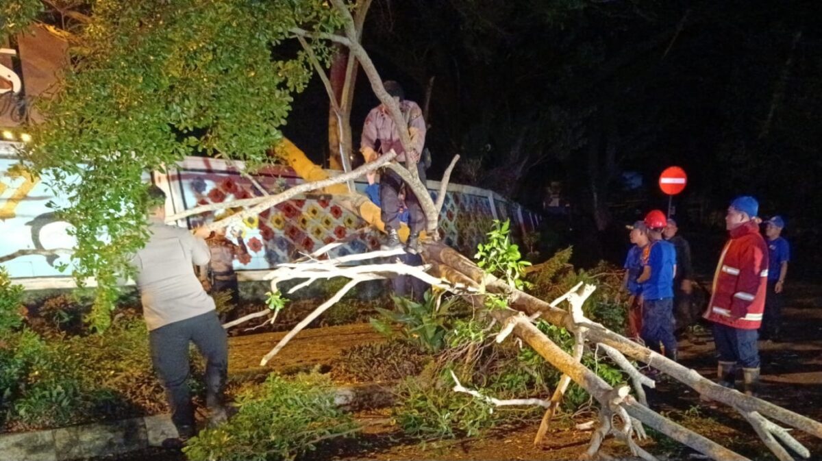 Pohon yang tumbang di jalan Komplek Pemkab Tanggamus saat dipotong sebelum dievakuasi, Sabtu 14 Juni 2026, malam | Dok. Humas Polres Tanggamus.