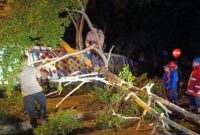 Pohon yang tumbang di jalan Komplek Pemkab Tanggamus saat dipotong sebelum dievakuasi, Sabtu 14 Juni 2026, malam | Dok. Humas Polres Tanggamus.