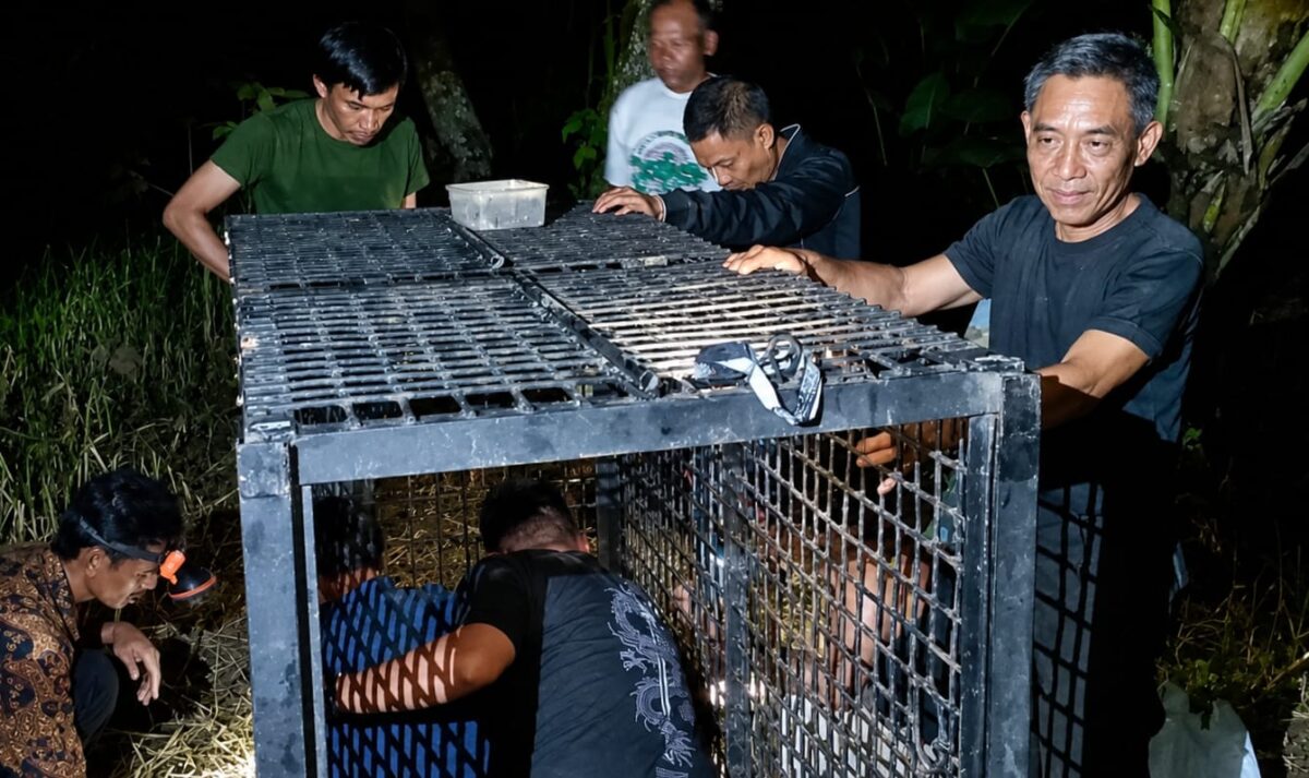 Persiapan pemasangan kadang jebak BKSDA Lampung Bengkulu di Pekon Kalisari, Wonosobo, Tanggamus | Dok. BKSDA.