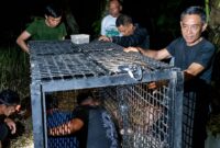 Persiapan pemasangan kadang jebak BKSDA Lampung Bengkulu di Pekon Kalisari, Wonosobo, Tanggamus | Dok. BKSDA.