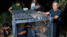 Persiapan pemasangan kadang jebak BKSDA Lampung Bengkulu di Pekon Kalisari, Wonosobo, Tanggamus | Dok. BKSDA.