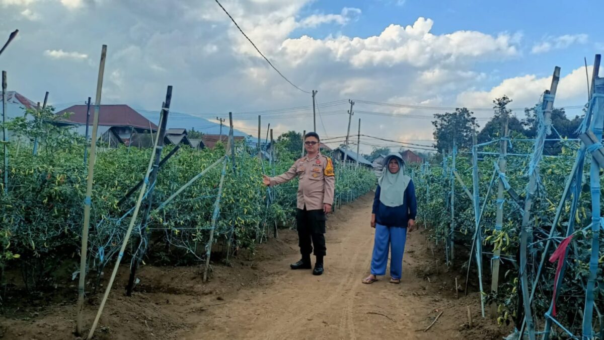 Bhabinkamtibmas Polres Lampung Barat Bripka Ali Komari saat mengunjungi tanaman cabai Bumdes Pekon Balak, Batu Brak, Lampung Barat, Kamis 30 Juli 2026 | Kamto Winendra/Media Prioritastv.com.