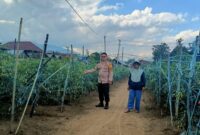 Bhabinkamtibmas Polres Lampung Barat Bripka Ali Komari saat mengunjungi tanaman cabai Bumdes Pekon Balak, Batu Brak, Lampung Barat, Kamis 30 Juli 2026 | Kamto Winendra/Media Prioritastv.com.