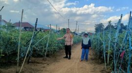 Bhabinkamtibmas Polres Lampung Barat Bripka Ali Komari saat mengunjungi tanaman cabai Bumdes Pekon Balak, Batu Brak, Lampung Barat, Kamis 30 Juli 2026 | Kamto Winendra/Media Prioritastv.com.