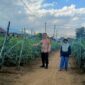 Bhabinkamtibmas Polres Lampung Barat Bripka Ali Komari saat mengunjungi tanaman cabai Bumdes Pekon Balak, Batu Brak, Lampung Barat, Kamis 30 Juli 2026 | Kamto Winendra/Media Prioritastv.com.