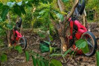 Kolase foto sepeda motor yang terjun bebas ke jurang di leter S Pekon Talang Jawa, Pulau Panggung, Tanggamus, Senin 24 Agustus 2026 | Dok. Facebook Lili Arianisa.
