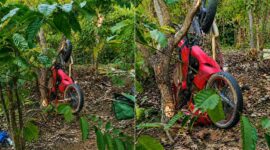 Kolase foto sepeda motor yang terjun bebas ke jurang di leter S Pekon Talang Jawa, Pulau Panggung, Tanggamus, Senin 24 Agustus 2026 | Dok. Facebook Lili Arianisa.