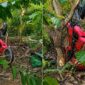 Kolase foto sepeda motor yang terjun bebas ke jurang di leter S Pekon Talang Jawa, Pulau Panggung, Tanggamus, Senin 24 Agustus 2026 | Dok. Facebook Lili Arianisa.