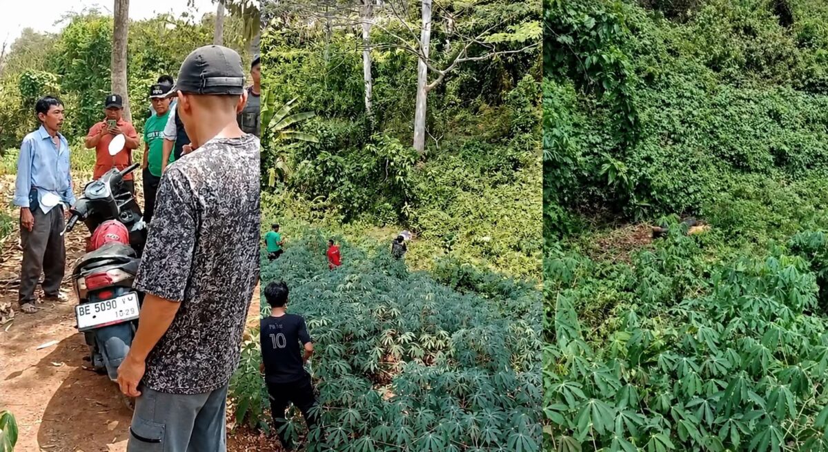 Kolase foto saat polisi bersama warga memeriksa motor korban dan menemukan jenazah korban di area pohon singkong di Desa Sri Agung, Kecamatan Sungkai Jaya, Kabupaten Lampung Utara Sabtu (22/8/2026) | Dok. Tangkapan Layar Video.