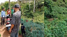 Kolase foto saat polisi bersama warga memeriksa motor korban dan menemukan jenazah korban di area pohon singkong di Desa Sri Agung, Kecamatan Sungkai Jaya, Kabupaten Lampung Utara Sabtu (22/8/2026) | Dok. Tangkapan Layar Video.