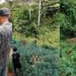 Kolase foto saat polisi bersama warga memeriksa motor korban dan menemukan jenazah korban di area pohon singkong di Desa Sri Agung, Kecamatan Sungkai Jaya, Kabupaten Lampung Utara Sabtu (22/8/2026) | Dok. Tangkapan Layar Video.