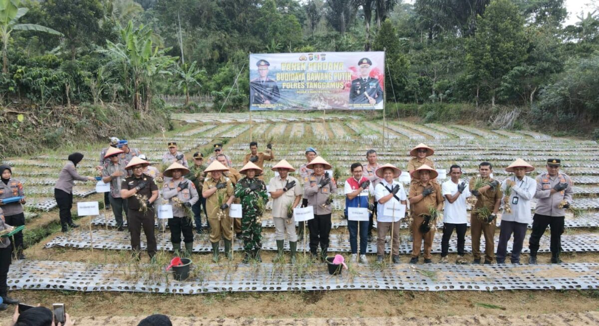 Panen bawang putih di Pekon Datarajan, Kecamatan Ulubelu, Selasa (4/8/2026) | Dok. Humas Polres Tanggamus.