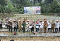 Panen bawang putih di Pekon Datarajan, Kecamatan Ulubelu, Selasa (4/8/2026) | Dok. Humas Polres Tanggamus.