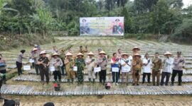 Panen bawang putih di Pekon Datarajan, Kecamatan Ulubelu, Selasa (4/8/2026) | Dok. Humas Polres Tanggamus.