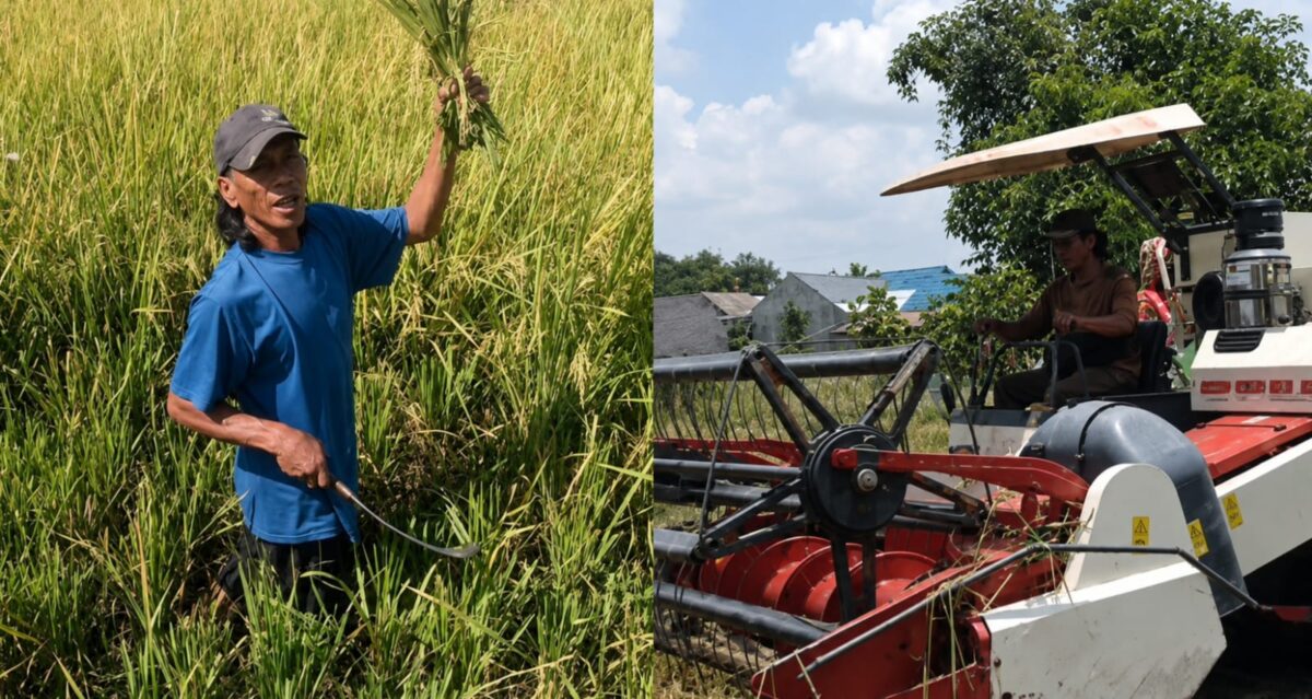 Kades Suruh, Sidoarjo, Jawa Timur, Suwono alias Jojon saat panen padi secara manual dan menggunakan mesin combine harvester | Dekki/Media Prioritastv.com.