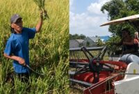Kades Suruh, Sidoarjo, Jawa Timur, Suwono alias Jojon saat panen padi secara manual dan menggunakan mesin combine harvester | Dekki/Media Prioritastv.com.
