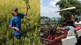 Kades Suruh, Sidoarjo, Jawa Timur, Suwono alias Jojon saat panen padi secara manual dan menggunakan mesin combine harvester | Dekki/Media Prioritastv.com.