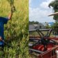 Kades Suruh, Sidoarjo, Jawa Timur, Suwono alias Jojon saat panen padi secara manual dan menggunakan mesin combine harvester | Dekki/Media Prioritastv.com.