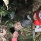 Kolase foto kedua korban tergeletak berdekatan di lokasi kebun kopi dibawah tebing tanjakan cuaca dan sepeda motor yang digunakan keduanya, Senin 10 Agustus 2026 | Dok. Tangkapan Layar Video.