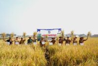 Wabup Umi Laila saat memimpin panen raya padi di Pekon Wonosari, Kecamatan Gadingrejo, Kabupaten Pringsewu, Selasa 11 Agustus 2026 | Dok. Pemkab Pringsewu.