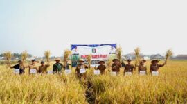 Wabup Umi Laila saat memimpin panen raya padi di Pekon Wonosari, Kecamatan Gadingrejo, Kabupaten Pringsewu, Selasa 11 Agustus 2026 | Dok. Pemkab Pringsewu.
