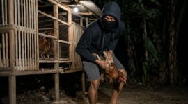 Ilustrasi Maling Ayam Tanggamus Lampung.