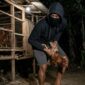 Ilustrasi Maling Ayam Tanggamus Lampung.