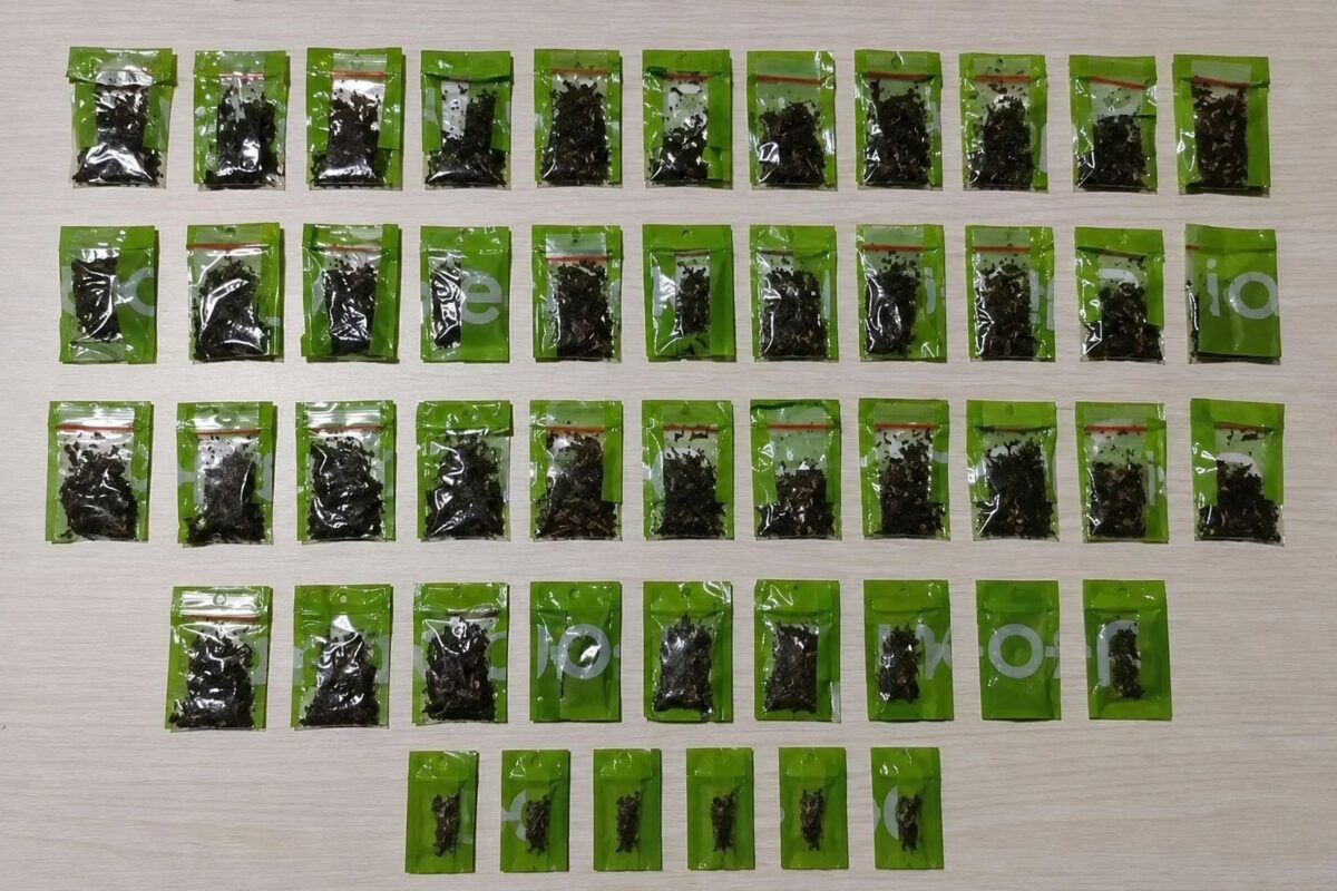Barang bukti tembakau gorila yang diamankan polisi dari dua pelajar di Pringsewu, Rabu 2 September 2026 | Dok. Polres Pringsewu.