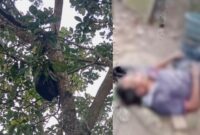 Kolase foto penampakan penampung buah alpokat di pohon samping rumah korban dan kondisi korban saat pertama kali ditemukan, Rabu 2 September 2026 | ist/Media Prioritastv.com.
