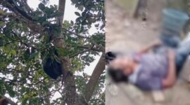 Kolase foto penampakan penampung buah alpokat di pohon samping rumah korban dan kondisi korban saat pertama kali ditemukan, Rabu 2 September 2026 | ist/Media Prioritastv.com.