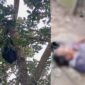 Kolase foto penampakan penampung buah alpokat di pohon samping rumah korban dan kondisi korban saat pertama kali ditemukan, Rabu 2 September 2026 | ist/Media Prioritastv.com.